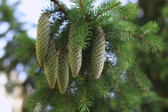 Green fir cones hanging on spruce tree branch close up in forest. Concept for Christmas background, winter holiday, pine tree foliage, nature wallpaper, and botanical photo