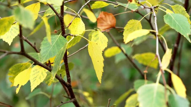 Silver birch (Betula pendula) tree branch with yellow and green leaves during the autumn season