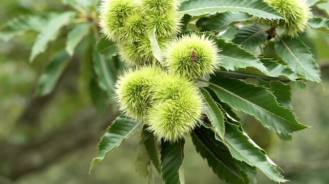 Growing Castanea sativa burr on a tree twig in natural woodland habitat surrounded by large leaves