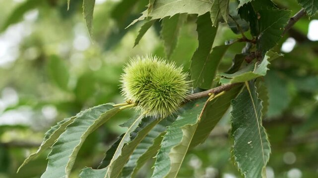Green spiky burr of Spanish chestnut tree (Castanea sativa) hanging on a branch among serrated foliage in summer