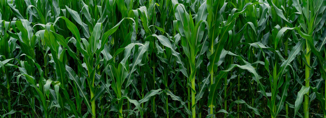 Fototapeta premium Green corn field showing healthy summer crop growth