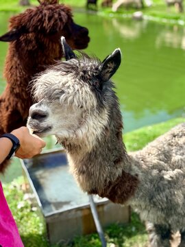 Person Feeding Cute Fluffy Grey Alpaca Hand Eating Food 