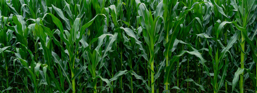 Green corn field showing healthy summer crop growth
