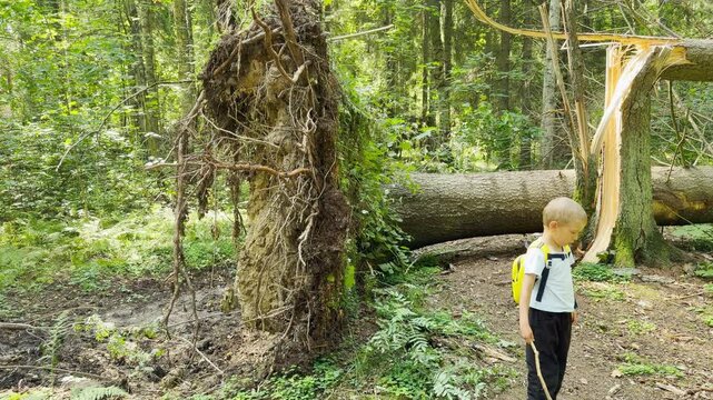A curious young boy explores a deep forest near a massive uprooted tree. He feels amazed and adventurous during his quiet outdoor discovery in the park.