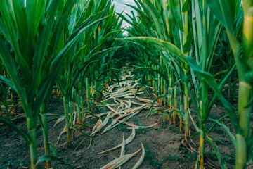 Fototapeta premium Lush green sorghum plants growing densely across a cultivated agricultural field. Healthy cereal crop, commercial farming and sustainable agriculture concept.