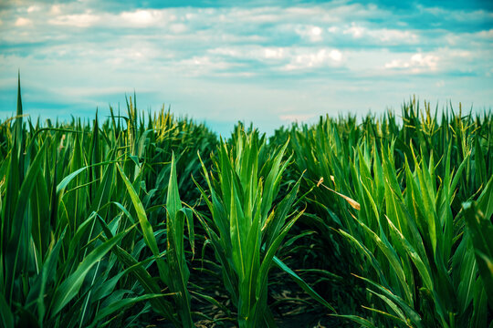 Dense field of healthy green sorghum plants under a bright summer sky, creating a rich agricultural landscape. Cereal cultivation, food production and modern farming concept.