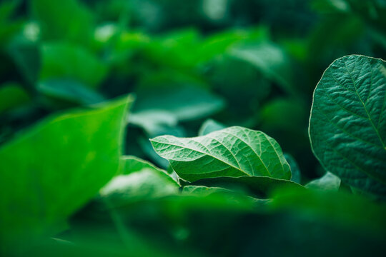 Close-up of vibrant soybean foliage in a cultivated field under bright summer daylight. Healthy crop development, agriculture and food production theme.
