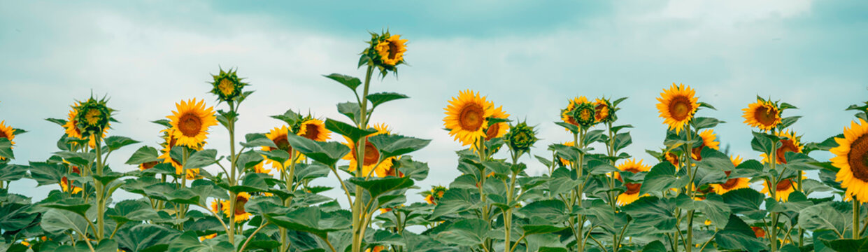 Bright sunflower field with sunflowers in bloom close-up under a summer sky