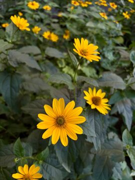 Close-up of vibrant yellow Heliopsis flower blooming among dense green leaves in a sunny summer garden background. 