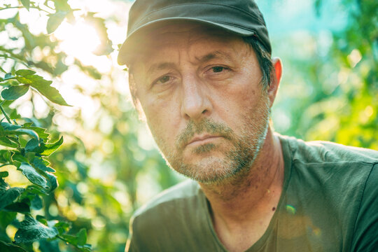 Organic tomato farmer in homegrown vegetable garden.