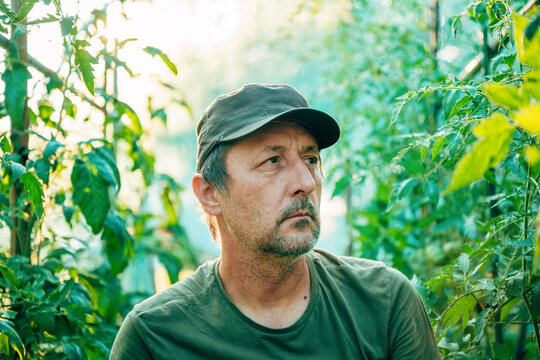 Portrait of contemplative agronomist in tomato greenhouse with unripe plants illuminated by soft natural light. Crop management, horticulture and sustainable food production theme.