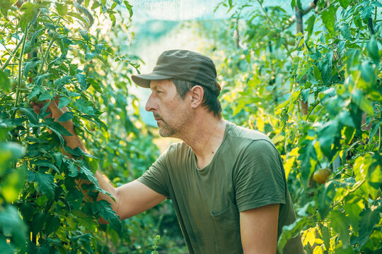 Farmer carefully examining healthy tomato plants inside a sunlit greenhouse. Agricultural scene showing crop inspection, greenhouse farming, horticulture and sustainable food production.