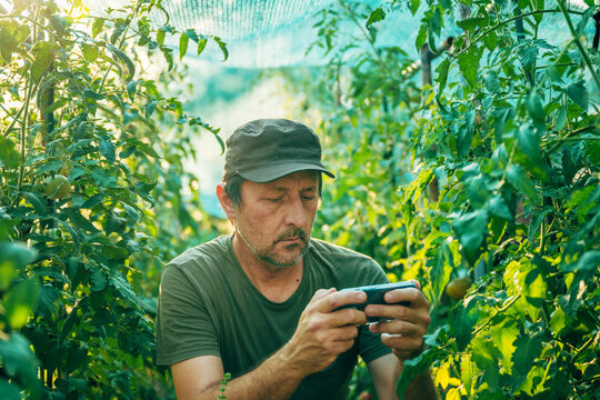 Male farmer in a cap using a smartphone to inspect tomato plants inside a sunny greenhouse.