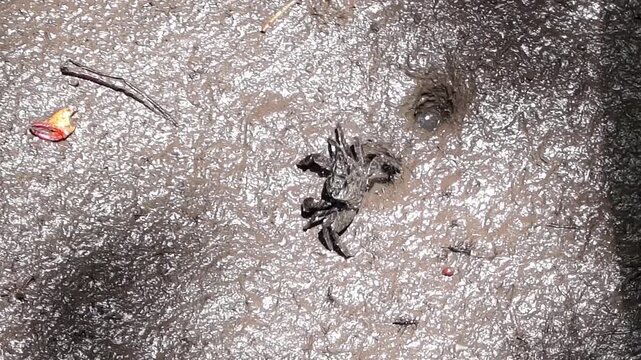 Top down view of a small dark mud crab moving across wet mudflat sediment beside burrow holes in a tropical mangrove forest