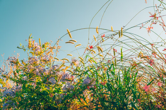 Delicate wildflowers and tall slender grasses reaching into a clear blue summer sky.