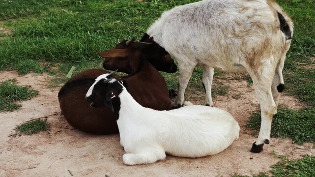 Brown and white goats interacting head to head while another goat rests on the ground in a dusty farm pen
