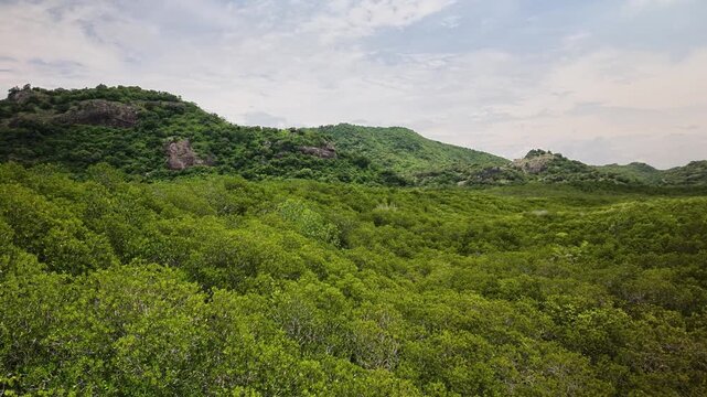 Elevated slow pan across a dense green mangrove forest canopy toward rocky green hills under a soft blue sky