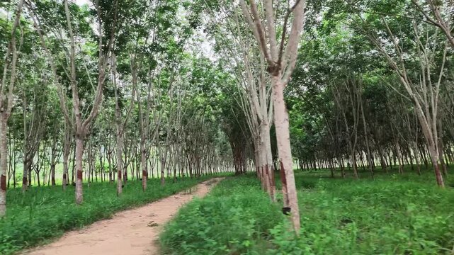 Walking through neat rows of para rubber trees in a green tropical rubber plantation with a dirt path and dense ground cover