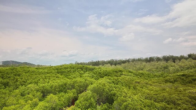 Dense green mangrove forest canopy swaying gently in the wind under a soft blue sky with white clouds