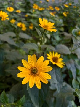 Close-up of vibrant yellow Heliopsis flower blooming among dense green leaves in a sunny summer garden background. 
