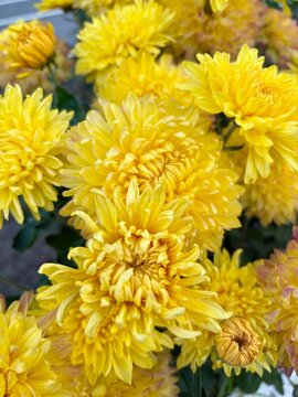 Close-up view of vibrant yellow chrysanthemums in full bloom growing outdoors in an autumn garden. 