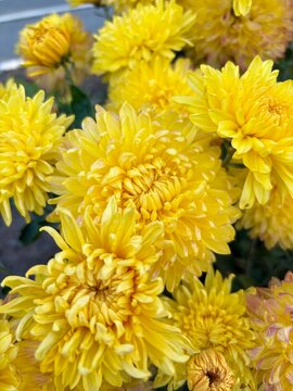 Close-up view of vibrant yellow chrysanthemums in full bloom growing outdoors in an autumn garden. 