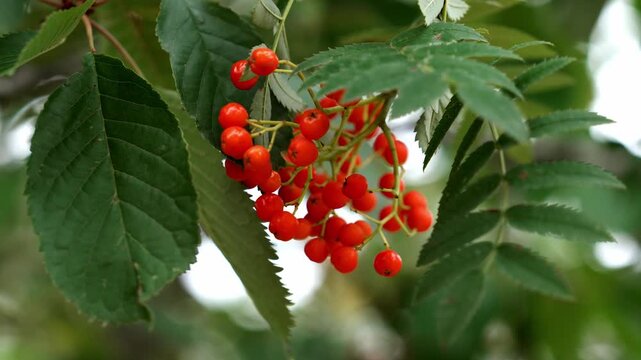 Rowan (Sorbus aucuparia) tree branch with a cluster of bright orange autumn berries. Mountain ash fruits among lush serrated green leaves