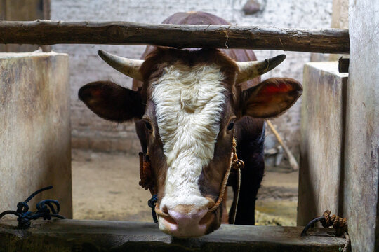 Close-up of a cow's head on a farm showing signs of Lumpy Skin Disease 