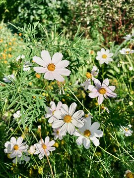Delicate white and pale pink cosmos flowers blooming in a sunny garden bed surrounded by green leaves and wildflowers. 