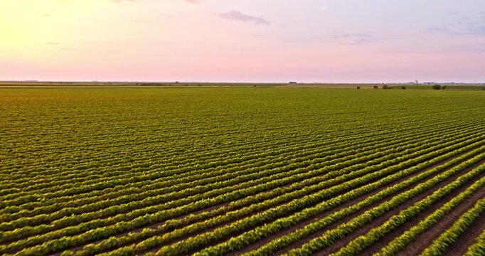 Aerial view of cultivated soy field at beautiful sunset with colorful sky