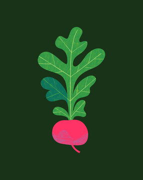 Radish Spot Illustration Cooking Ingredients Green Background