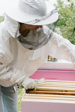 Female beekeeper Inspecting hive and checking honeycomb