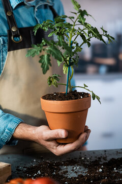 Gardener holding young tomato plant in terracotta pot
