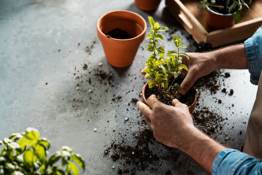 Hands planting mint herb in terracotta pot