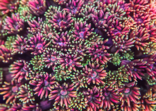Vibrant Pink and Green Coral Polyps Filling Frame as Abstract Underwater Marine Background