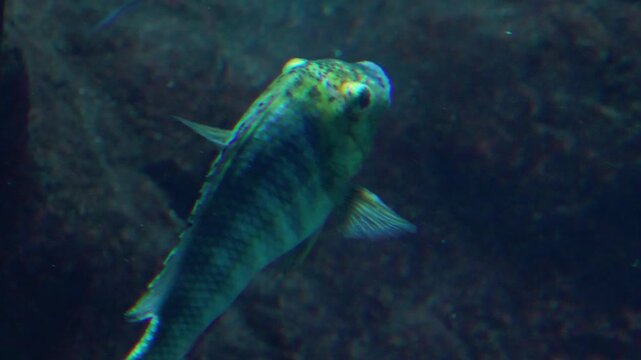Fish swimming gracefully through clear water, showcasing its vibrant colors and unique patterns against a rocky underwater backdrop in an aquarium setting