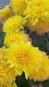 Close up macro view of bright yellow chrysanthemums with subtle pink tips blooming together in an autumn garden. 