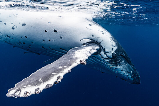 Humpback Whale