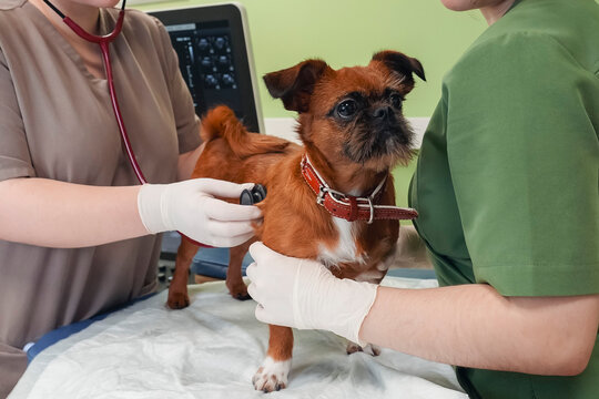 A small dog, playful and alert, receives gentle care from a veterinarian and assistant. The clinic is bright and welcoming, filled with compassion
