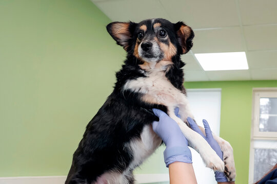 A small black and brown dog is carefully held by a person wearing gloves. The vibrant green walls of the vet clinic create a soothing space for pets