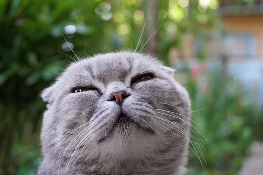 Grey Scottish fold cat face squinting in the sun close up