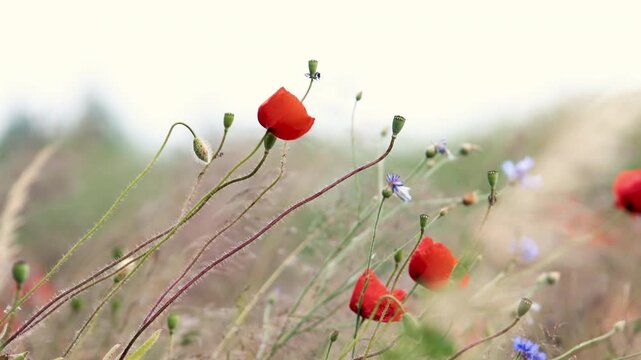 Red poppies and blue cornflowers bend and sway in strong summer wind across wild meadow. Delicate stems, grasses and seed pods move in breeze, creating dynamic rural scene with soft floral background