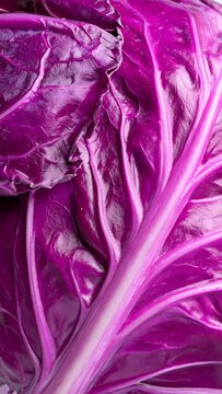 Vibrant purple red cabbage leaves close up view.
