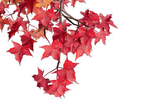 Vibrant red autumn maple leaves on branch isolated on transparent background
