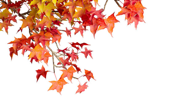 Red and orange autumn maple tree branch isolated on transparent background