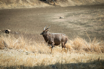 Nyala, Antilope, en Namibie © alain