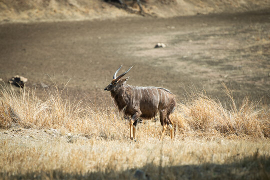Nyala, Antilope, en Namibie