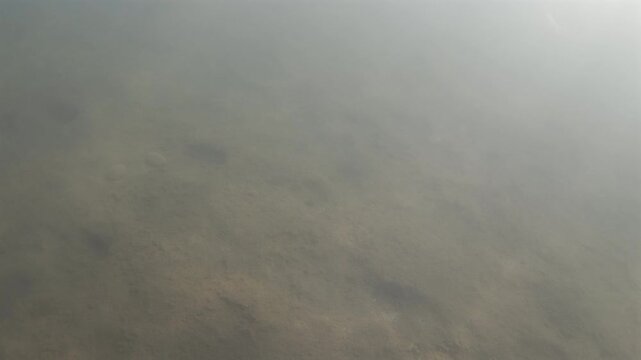 Fish navigating through unclear, hazy, and brown-toned water. Underwater scene creating a mysterious wildlife habitat