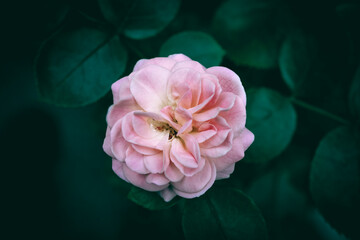 Obraz premium A close up of a pink rose flower in bloom with green leaves in the background
