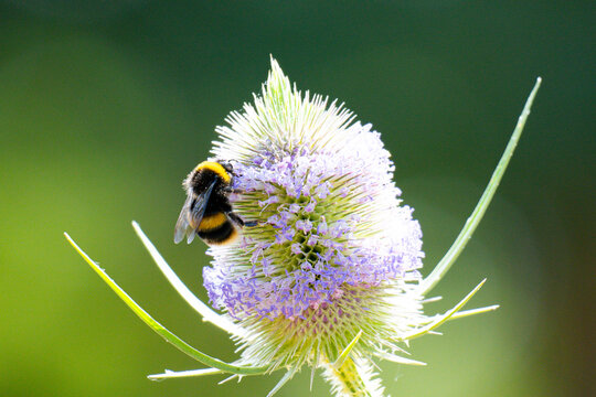 Bumblebee feeding on a flowering wild teasel